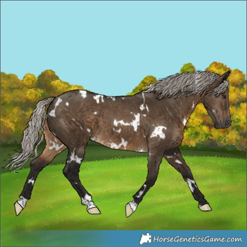 Horse Color:Gray White Spotted Silver Brown Dun