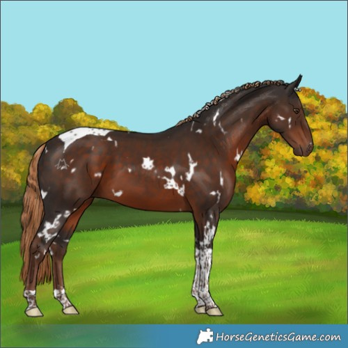 Horse Color:White Spotted Liver Chestnut Tobiano