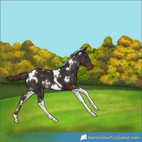 Horse Color:White Spotted Liver Chestnut Tobiano 