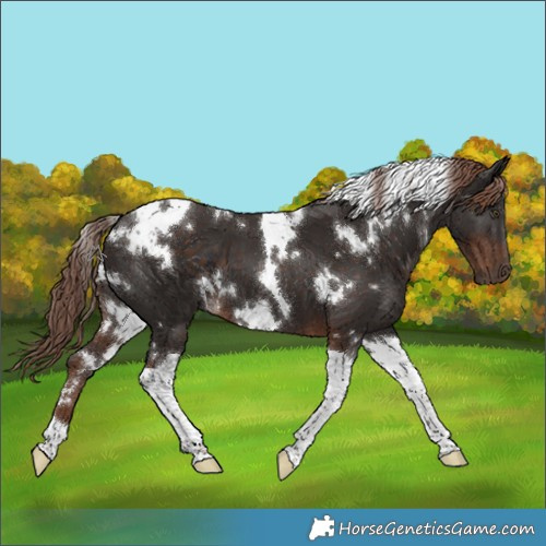 Horse Color:White Spotted Liver Chestnut Tobiano