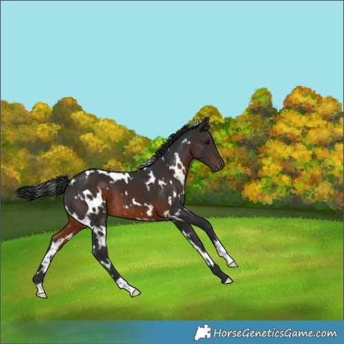 Horse Color:White Spotted Brown 