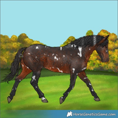 Horse Color:White Spotted Brown