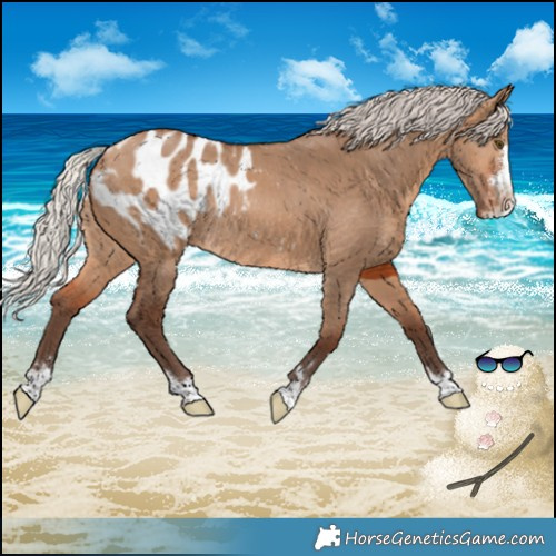 Horse Color:Silver Bay Dun Appaloosa Rabicano