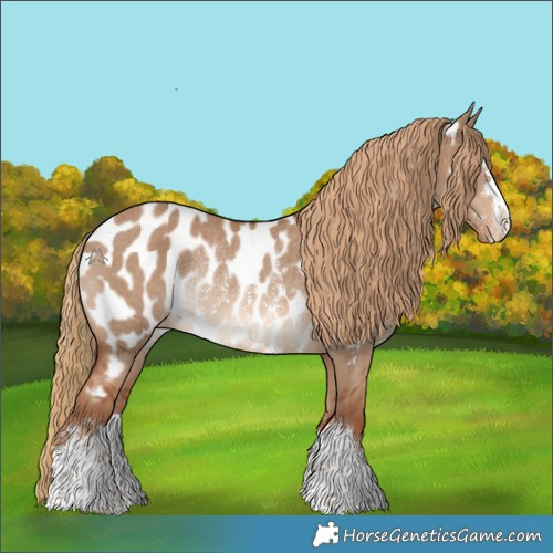 Horse Color:Red Dun Appaloosa Rabicano