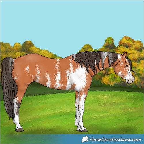 Horse Color:Bay Sabino
