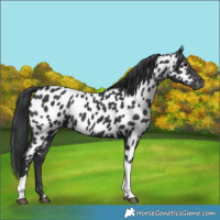Horse Color:Black Tobiano Near Leopard