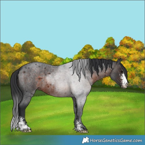 Horse Color:Brown Roan Sabino