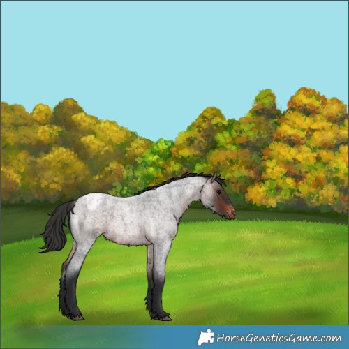 Horse Color:Brown Roan Appaloosa