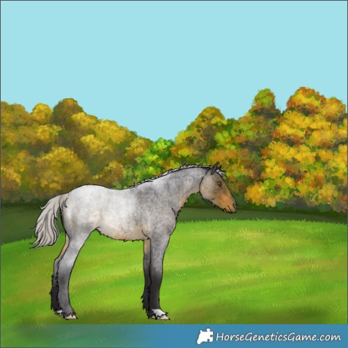 Horse Color:Silver Buckskin Roan