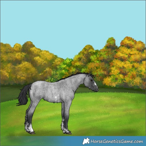 Horse Color:Blue Roan Sabino