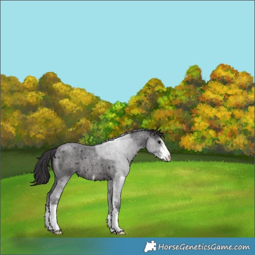 Horse Color:Smoky Blue Roan Sabino