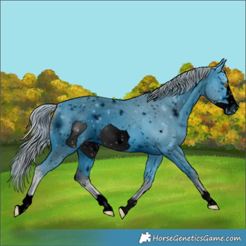 Horse Color:ERROR: UNKNOWN ANOMALY