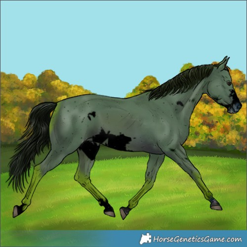 Horse Color:ERROR: UNKNOWN ANOMALY