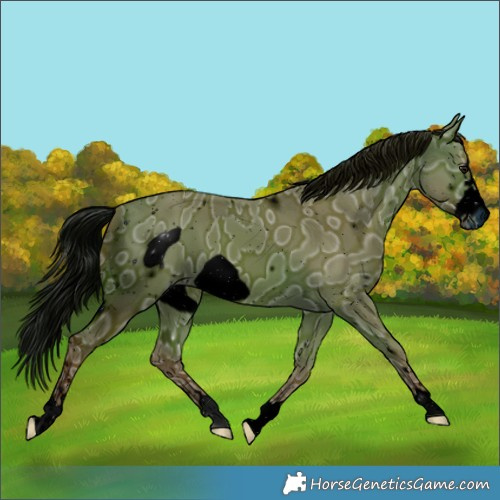 Horse Color:ERROR: UNKNOWN ANOMALY