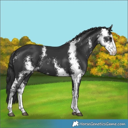 Horse Color:Black Sabino