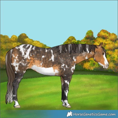 Horse Color:White Spotted Buckskin Frame Varnish