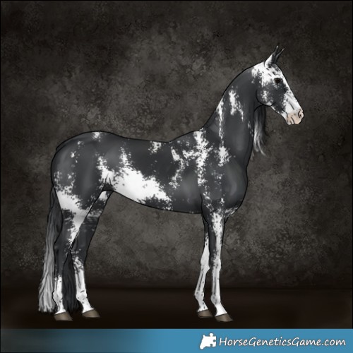 Horse Color:Black Sabino