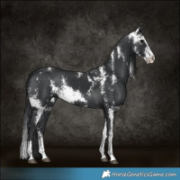 Horse Color:Black Sabino