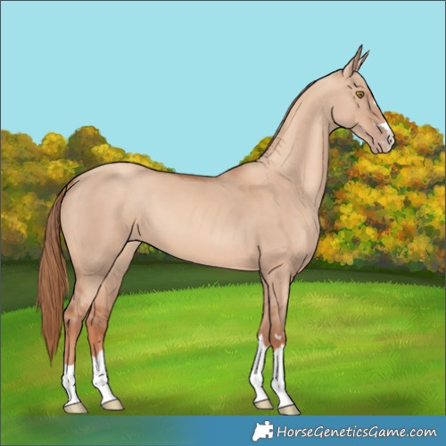 Horse Color:Gold Champagne Dun Rabicano 