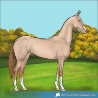 Horse Color:Gold Champagne Dun Rabicano