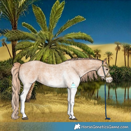 Horse Color:White Spotted Red Roan 