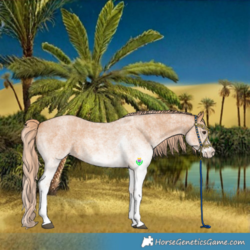 Horse Color:White Spotted Red Roan