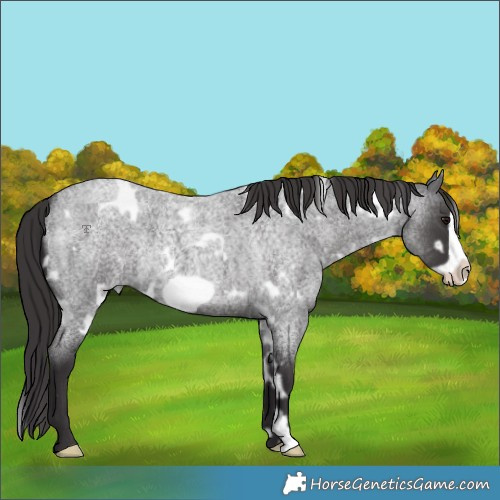 Horse Color:White Spotted Smoky Blue Roan Frame Rabicano 