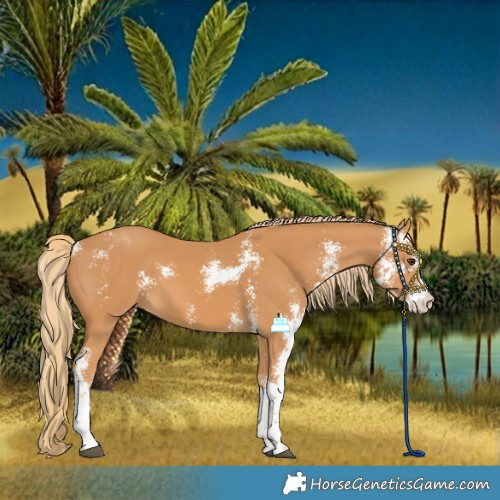 Horse Color:Chestnut Sabino 
