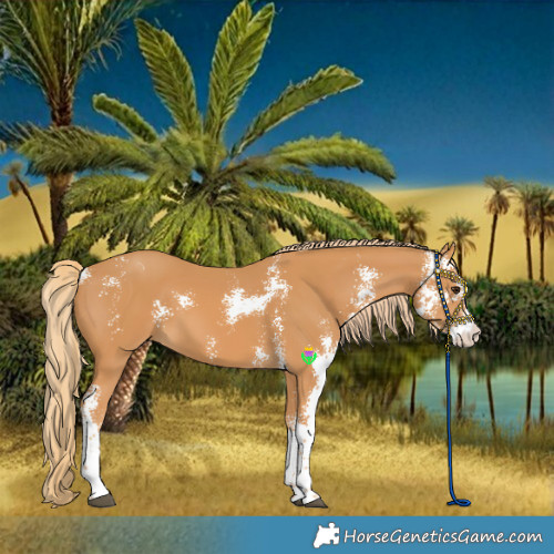 Horse Color:Chestnut Sabino 