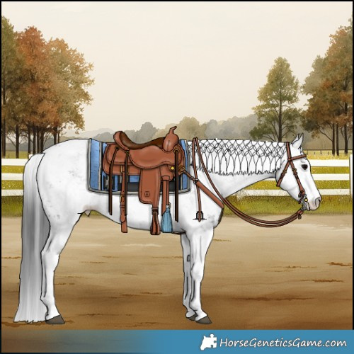 Horse Color:White Spotted Black Sabino