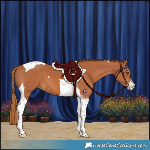 Horse Color:Chestnut Sabino Tobiano 