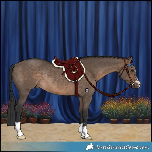 Horse Color:Brown Dun Rabicano