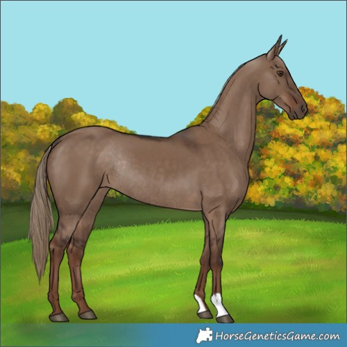 Horse Color:Liver Red Dun Rabicano 