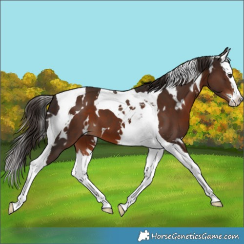 Horse Color:White Spotted Liver Chestnut Splash Tobiano 