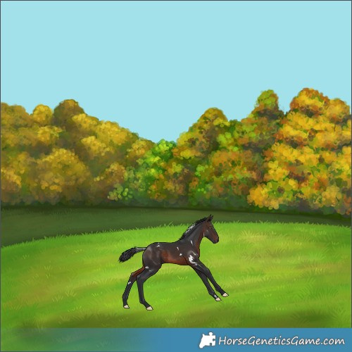 Horse Color:White Spotted Bay 