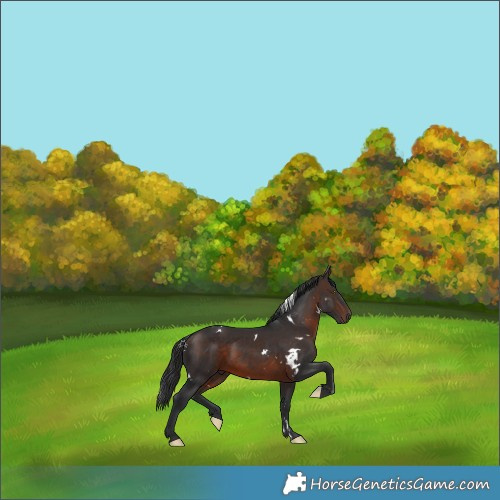 Horse Color:White Spotted Bay 