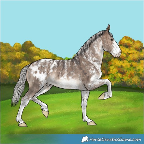 Horse Color:Powder White White Spotted Silver Brown Dun Blanket Brindle