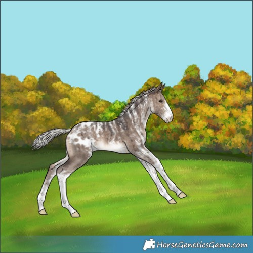 Horse Color:Powder White White Spotted Silver Brown Dun Appaloosa Brindle 