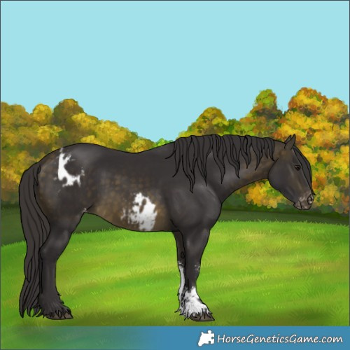 Horse Color:Buckskin Sabino Skewed LP Spotted 