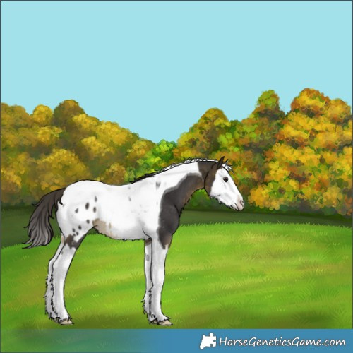 Horse Color:Buckskin Splash Tobiano Blanket Rabicano