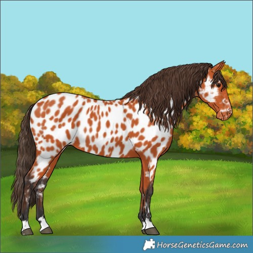 Horse Color:Bay Appaloosa