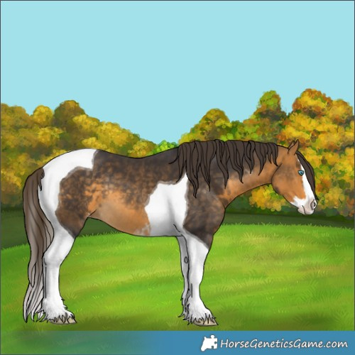 Horse Color:Buckskin Splash Tobiano Skewed LP Spotted Rabicano