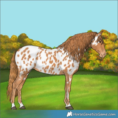 Horse Color:Chestnut Appaloosa