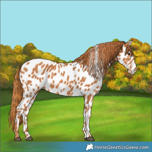 Horse Color:Chestnut Appaloosa 