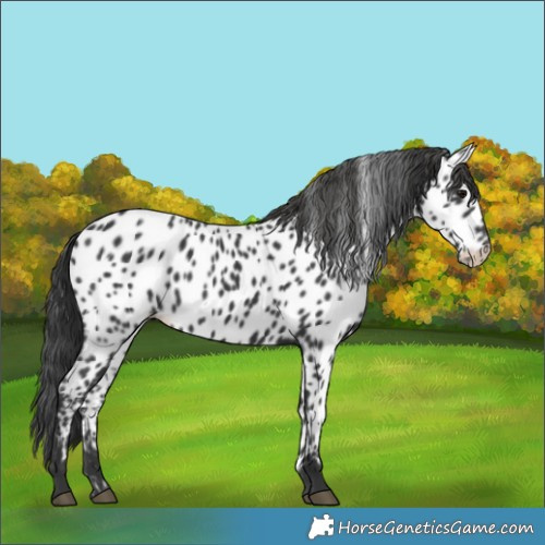 Horse Color:Black Appaloosa 