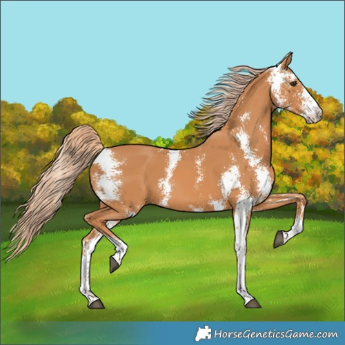 Horse Color:Chestnut Sabino 