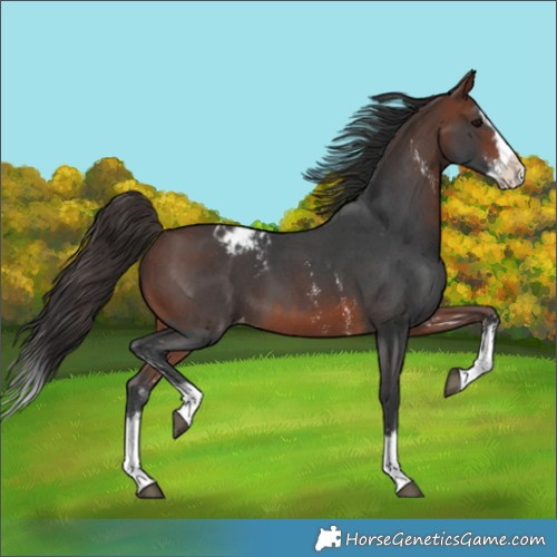 Horse Color:Bay Sabino Splash Appaloosa and Brown Sabino Splash Appaloosa