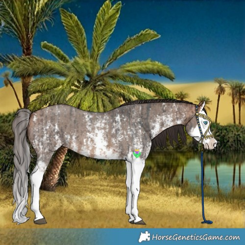 Horse Color:Bay Sabino Splash Appaloosa and Bay Dun Sabino Splash Appaloosa