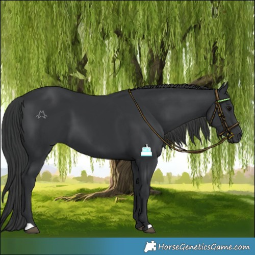 Horse Color:Black 