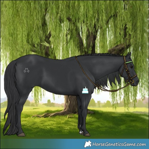 Horse Color:Black 